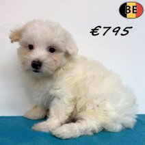 Maltezer 28-04-26 M(BE6344) 08-07-26.jpg