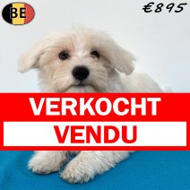 Maltezer 30-03-26 M(BE6303) 05-07-26 verkocht - vendu.jpg
