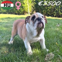 Engelse Bulldog 09-03-2026 F(HU7812) 08-07-26.jpg