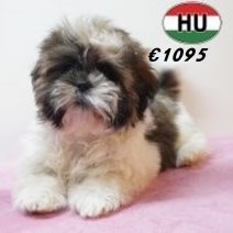Shih Tzu 02-02-2026 F (HU6782) 29-05-26.jpg