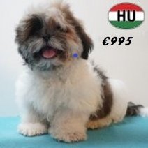 Shih Tzu 02-02-2026 M (HU6783) 29-05-26.jpg