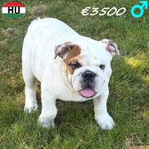 Engelse Bulldog 04-03-2026 M(HU6005) 08-07-26.jpg