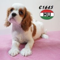 Cavalier King Charles 01-02-2026 F (HU7748) 200526.jpg