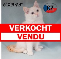 Ragdoll 19-02-26 M(CZ3377) 19-06-2026 verkocht - vendu.jpg