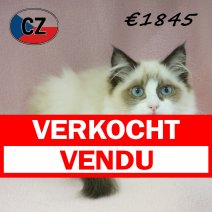 Ragdoll 16-02-26 F (CZ3371) 19-06-2026 verkocht - vendu.jpg