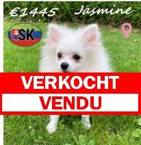 Keesje Jasmine 29-12-2025 F (SK4257) 30-06-2026 verkocht - vendu.jpg