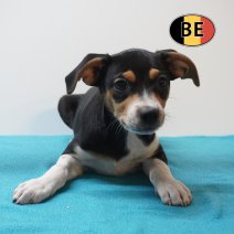 Belgische Fox 05-05-26 M(BE6060) 09-07-26.JPG