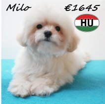Maltipoo Milo 26-01-2026 M (HU8837) 21-05-26.jpg