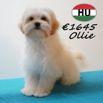 Maltipoo Ollie 26-01-2026 M (HU8833) 21-05-26.jpg