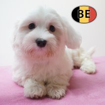 Maltezer 10-05-2026 F (BE7233) 10-07-2026.JPG