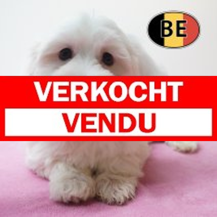 Maltezer 10-05-2026 F (BE7233) 10-07-2026.verkocht-vendu