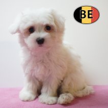 Maltezer 10-05-2026 F (BE7395) 10-07-2026.JPG