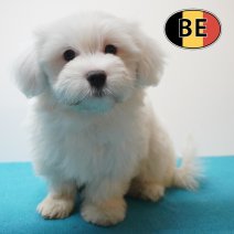 Maltezer 10-05-2026 M (BE7419) 10-07-2026.JPG