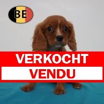 Cavalier King Charles 22-04-2026 M (BE6198) 01-07-2026 verkocht - vendu.jpg