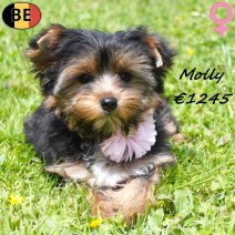Yorkshire Terrier Molly 10-03-26 F(BE6420) 10-07-26.jpg