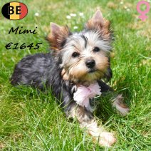Yorkshire Terrier Mimi 10-03-26 F(BE6569) 10-07-26.jpg