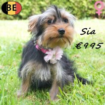 Yorkshire Terrier Sia 24-01-26 F(BE5977) 10-07-26.jpg