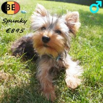 Yorkshire Terrier Spunky 11-02-26 M(BE6393) 10-07-26.jpg