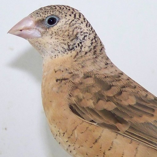Bandvink3