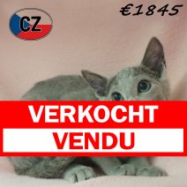 Blauwe Rus 28-01-26 F(CZ6762) 27-05-26 verkocht - vendu.jpg