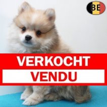 Keesje 04-04-26 M(BE1797) 03-06-26 Verkocht - Vendu.jpg