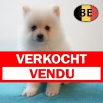 Keesje 21-04-26 M (BE1985) 19-06-2026 Verkocht - Vendu.jpg