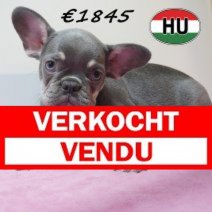 Franse Bulldog 08-03-2026 F (HU6026) 24-06-2026 Verkocht - Vendu.jpg