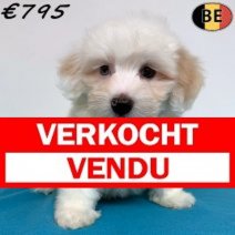 Maltezer 28-04-26 M(BE6262) 08-07-26 Verkocht - Vendu.jpg
