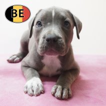 American Staffordshire Terrier 03-05-2026 F (BE7409) 11-07-2026.JPG