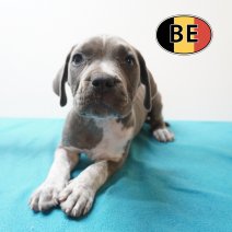 American Staffordshire Terrier 03-05-2026 M (BE7226) 11-07-2026.JPG