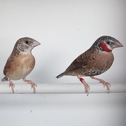 Bandvink5