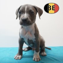 American Staffordshire Terrier 03-05-2026 M (BE7384) 11-07-2026.JPG