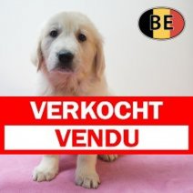 Golden Retriever 20-04-26 F (BE1945) 17-06-2026. Verkocht - Vendu.jpg