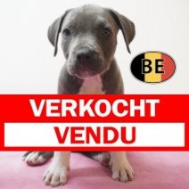 American Staffordshire Terrier 03-05-2026 F (BE7356) 11-07-2026 Verkocht - Vendu.jpg