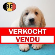 Golden Retriever 20-04-26 M (BE1869) 17-06-2026 Verkocht - Vendu.jpg