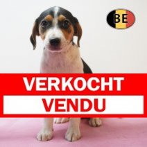 Belgische Fox 05-05-26 F(BE6068) 09-07-26 Verkocht - Vendu.jpg