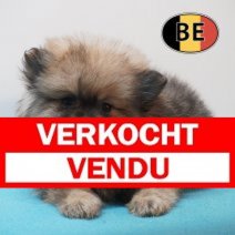 Keesje 22-03-26 M (BE3559) 20-05-26 Verkocht - Vendu.jpg