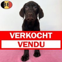 Labrador 20-04-26 F(BE1557) 06-07-26 Verkocht - Vendu.jpg