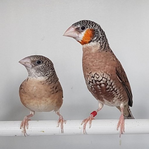 Bandvink4