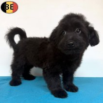 Pomapoo 25-02-26 M(BE3972) 12-07-26.jpg
