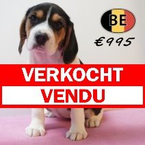 Beagle 30-03-26 F (BE6403) 270526 vendu - verkocht.jpg