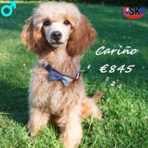 Poedel Carino 24-12-25 M(SK5450) 12-07-26.jpg