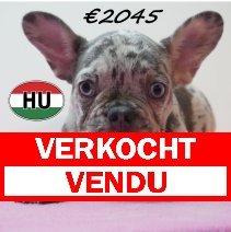 Franse Bulldog 08-03-2026 F (HU6029) 24-06-2026 verkocht - vendu.jpg