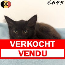 Europese Langhaar 04-04-26 M(BE7235) 06-07-26 verkocht - vendu.jpg