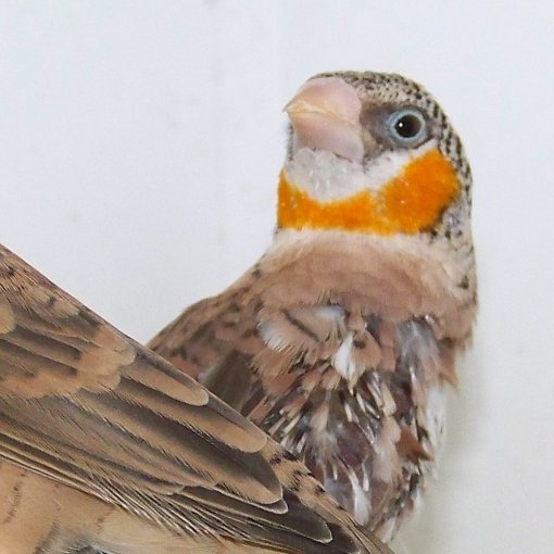Bandvink2