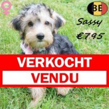 Yorkshire Terrier Sassy 04-04-26 F(BE2087) 10-07-26 Verkocht - Vendu.jpg