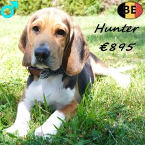 Beagle Hunter 30-03-26 M(BE6665) 12-07-26.jpg
