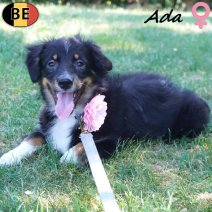 Miniature American Shepherd Ada 09-03-26 F(BE4201) 12-07-26.jpg