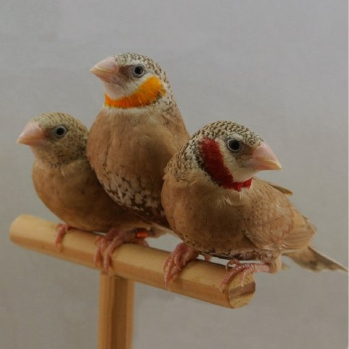 Bandvink