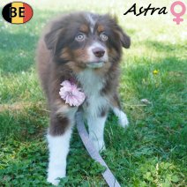 Miniature American Shepherd Astra 09-03-26 F(BE4158) 12-07-26.jpg
